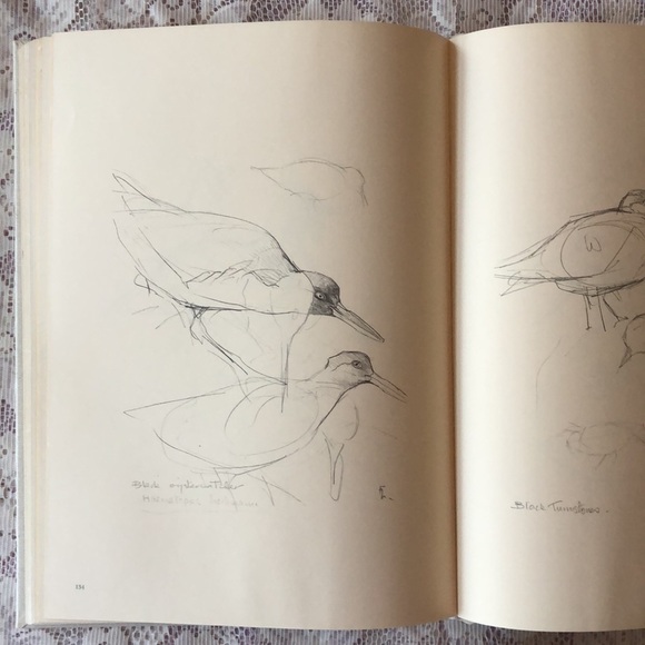 Birds of the West Coast Vol 1 Painting, drawing & text by J.F. Lansdowne. Nature - Picture 12 of 17